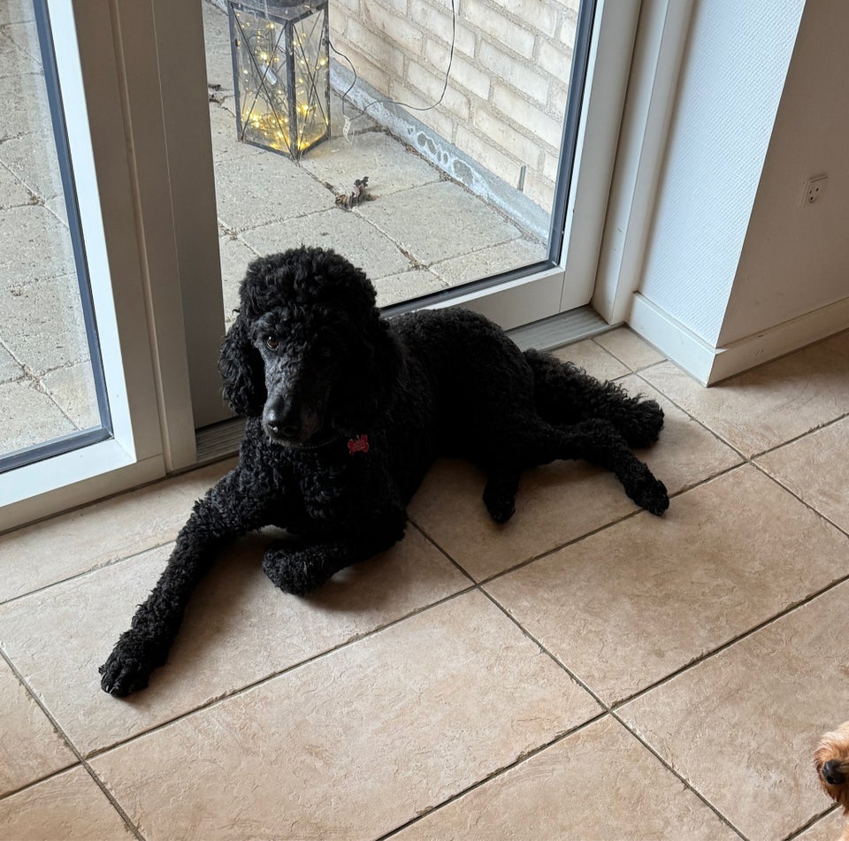 Labradoodle, hund, 4 år