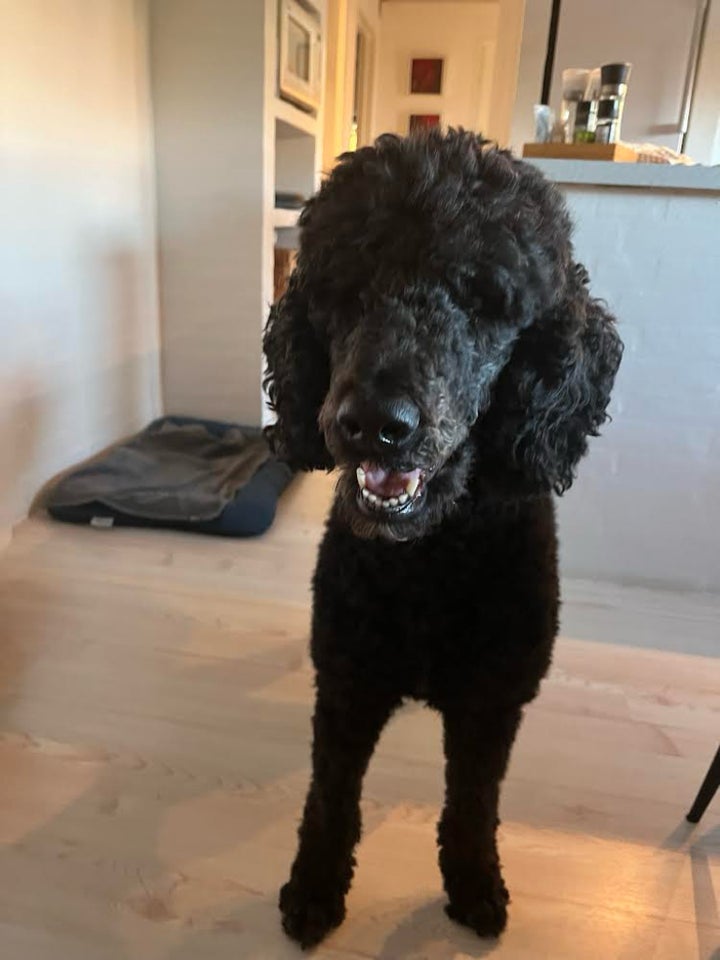 Labradoodle, hund, 4 år