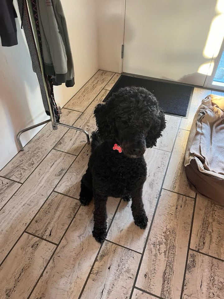 Labradoodle, hund, 4 år