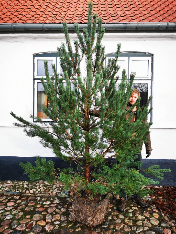 Skovfyr Pinus sylvestris