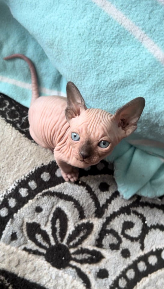 Sphynx, hankilling, 6 uger