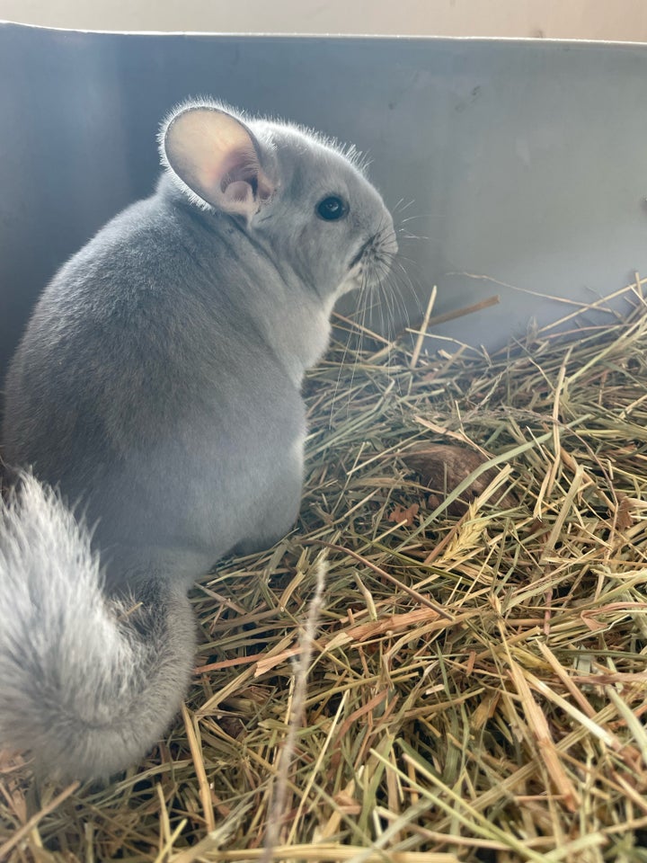 Chinchilla, 010724 år