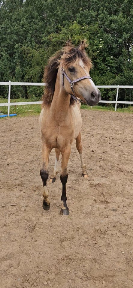 Blanding hoppe 1 år