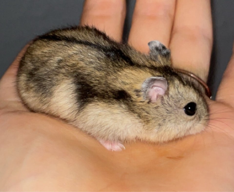 Hamster, Vinterhvid