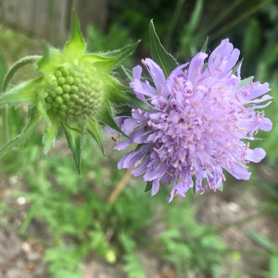 Staude vild plante Blåhat