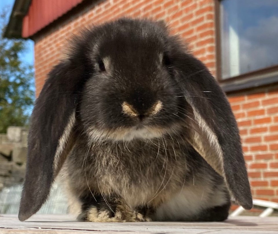 Kanin, FRANSK VÆDDER HUN SORT