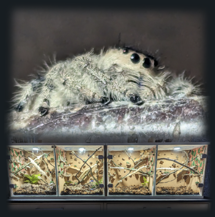 Edderkop, Phidippus regius+