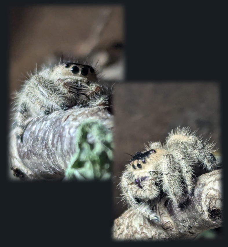 Edderkop, Phidippus regius+