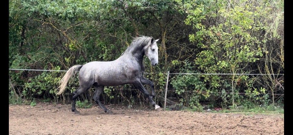 Lipizzaner, hingst, 3 år