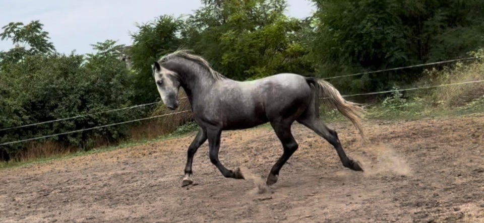 Lipizzaner, hingst, 3 år