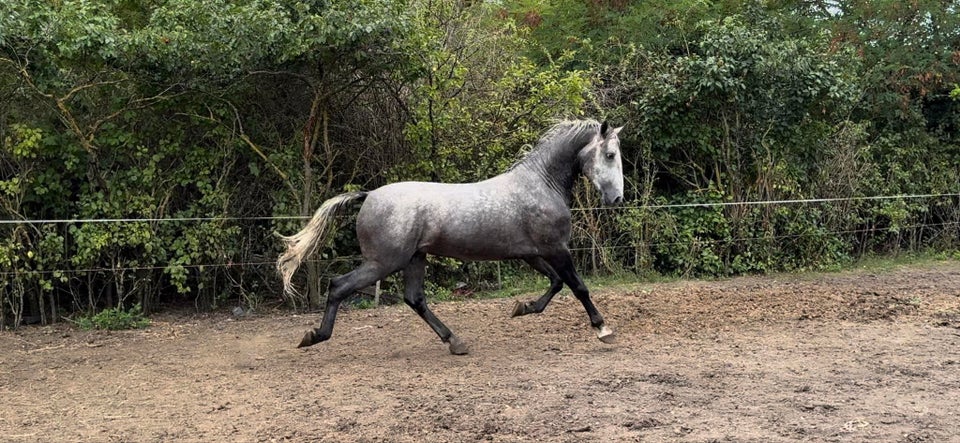 Lipizzaner, hingst, 3 år