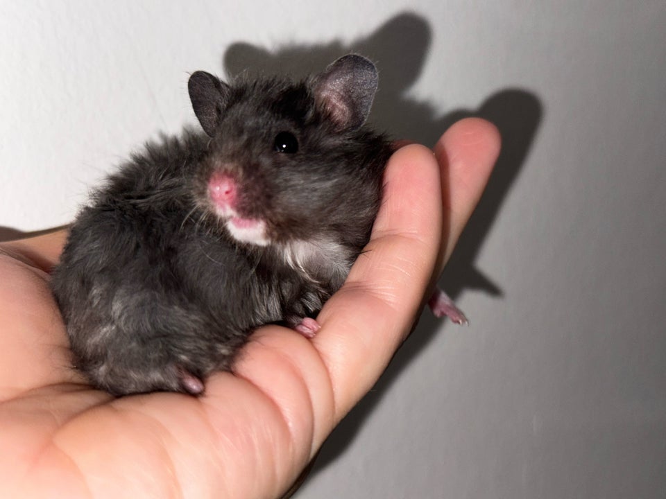 Hamster, Guldhamster , 0 år