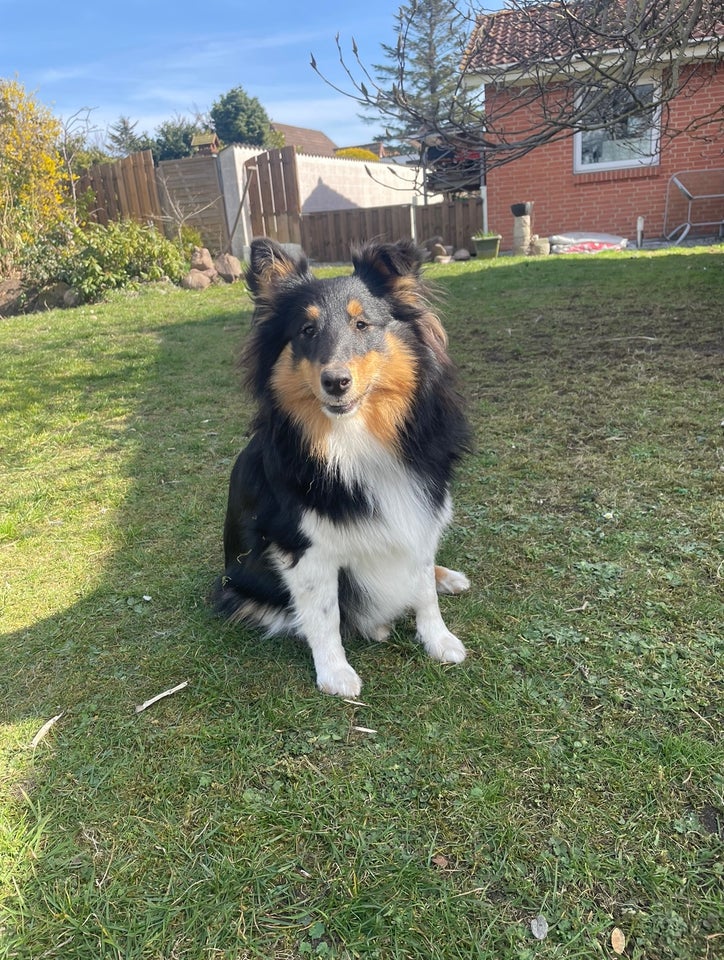 Shetlands sheepdog, hund, 12 mdr.