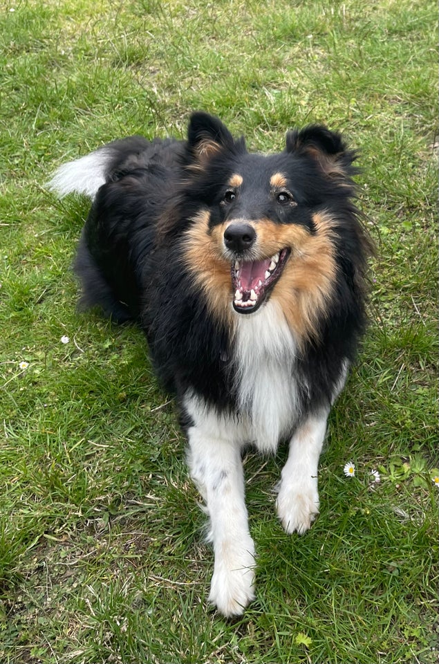 Shetlands sheepdog, hund, 12 mdr.