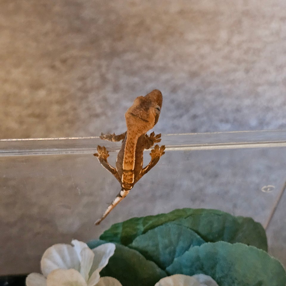 Gekko Kronegekko