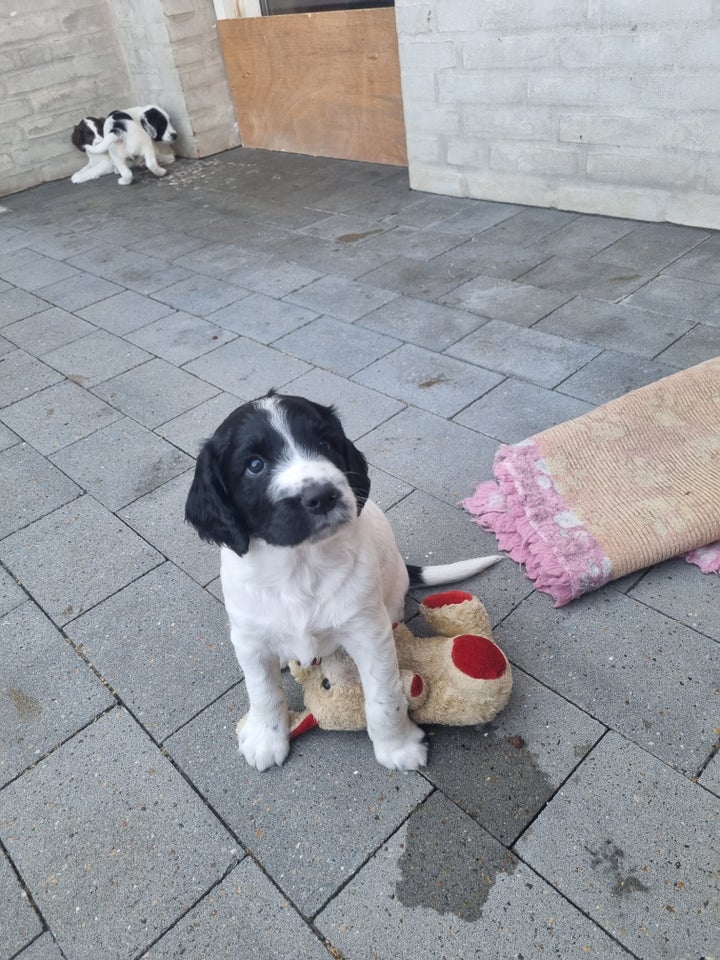 Engelsk Springer Spaniel hvalpe