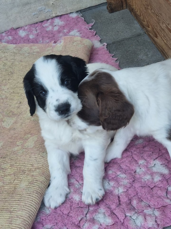 Engelsk Springer Spaniel hvalpe