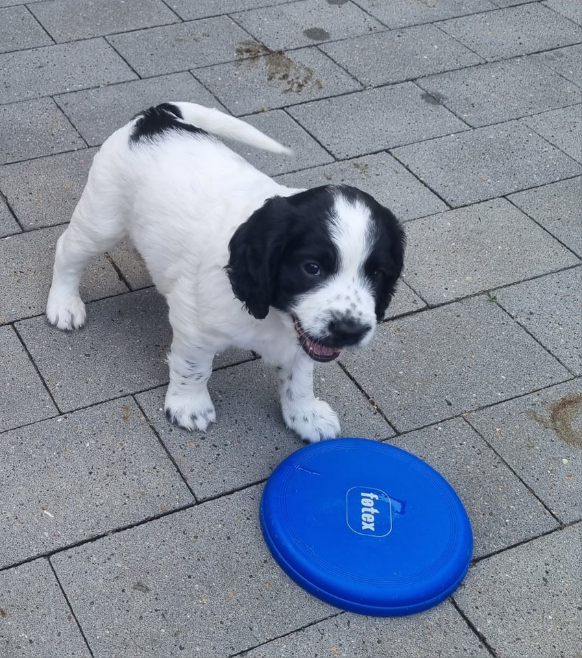 Engelsk Springer Spaniel hvalpe