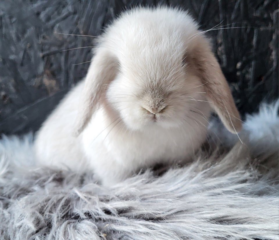 Kanin, Mini Lop, 0 år