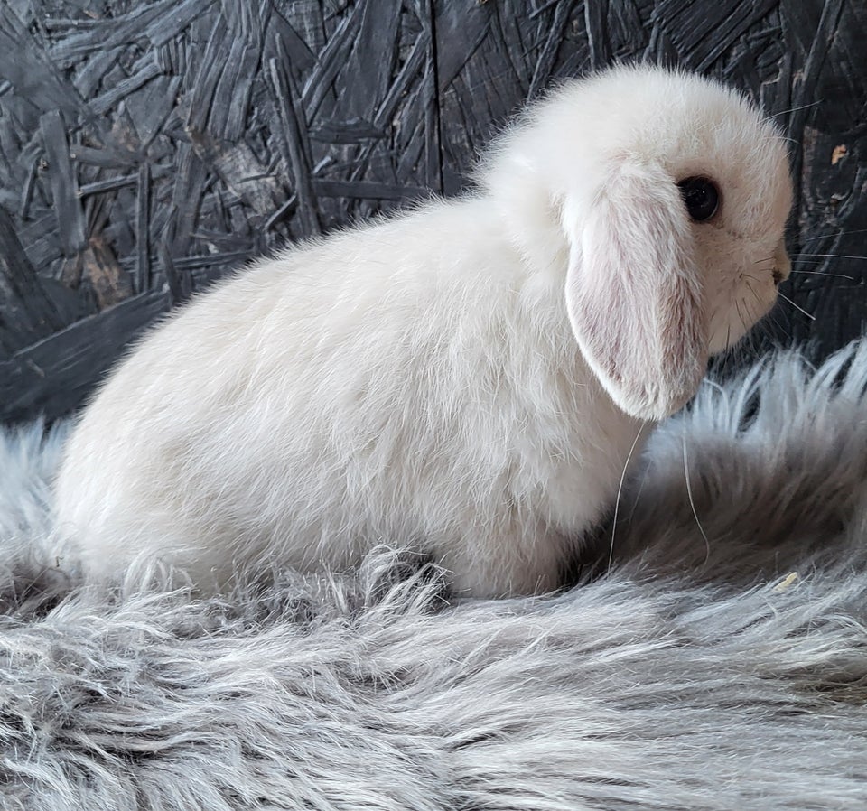 Kanin, Mini Lop, 0 år