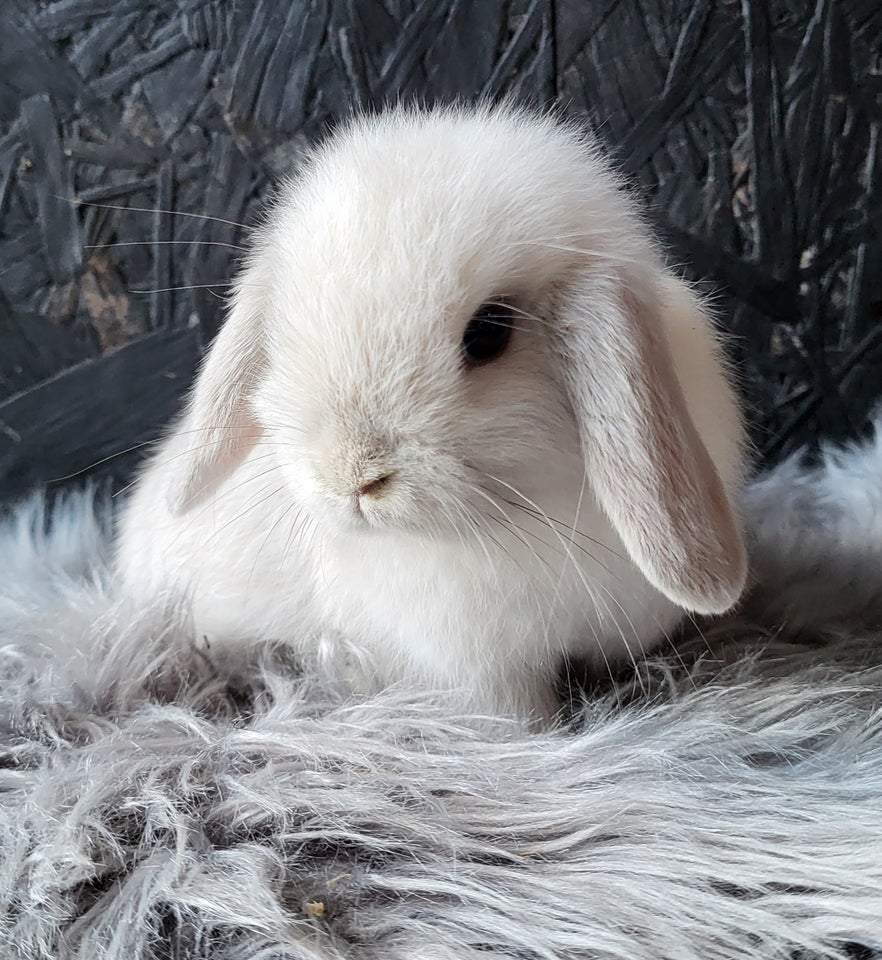 Kanin, Mini Lop, 0 år