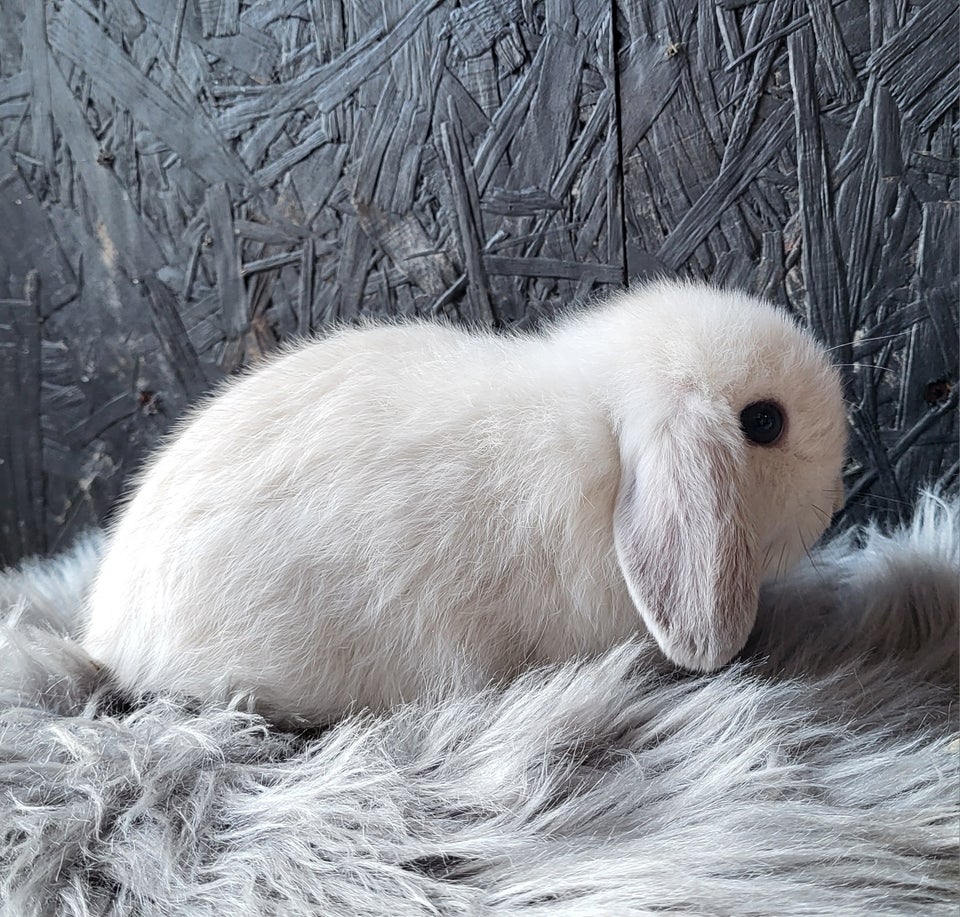 Kanin, Mini Lop, 0 år