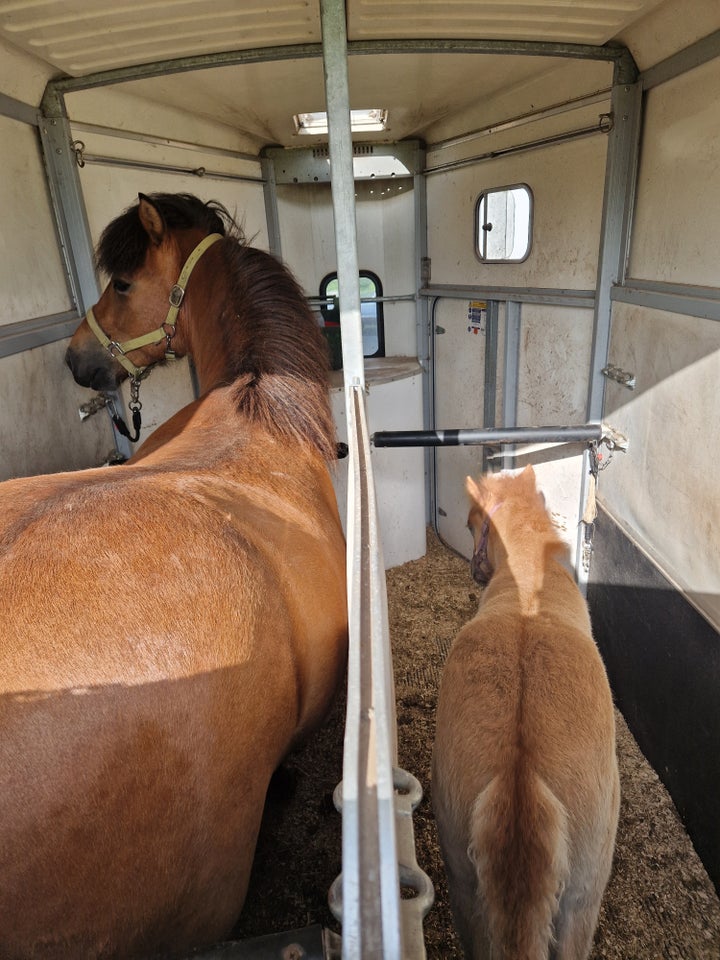 Islænder hingst 1 år