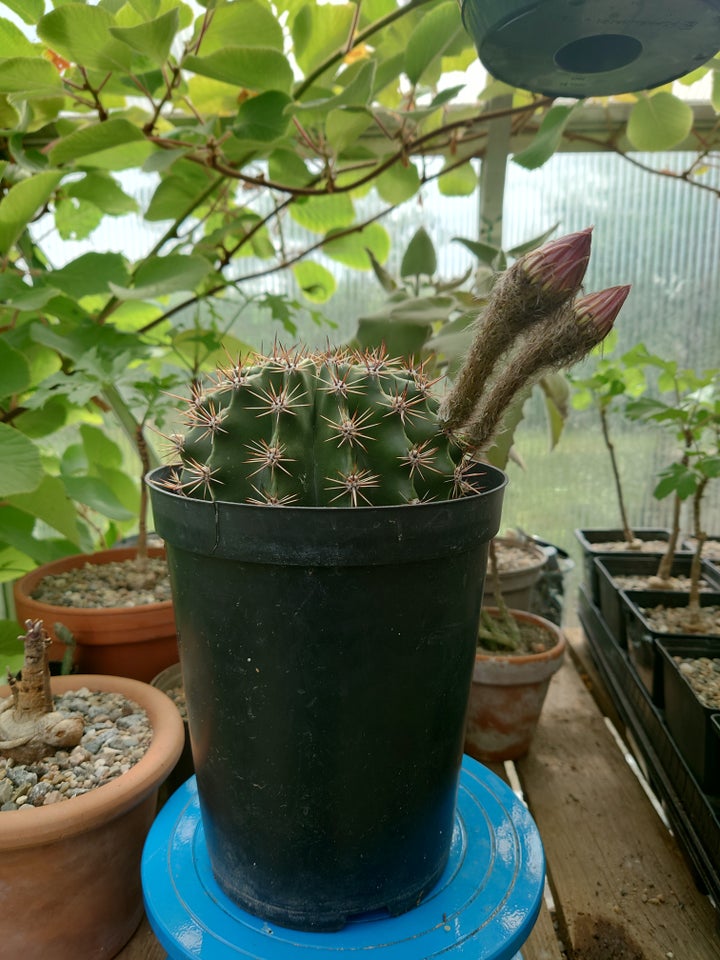 Kaktus Echinopsis hybrid