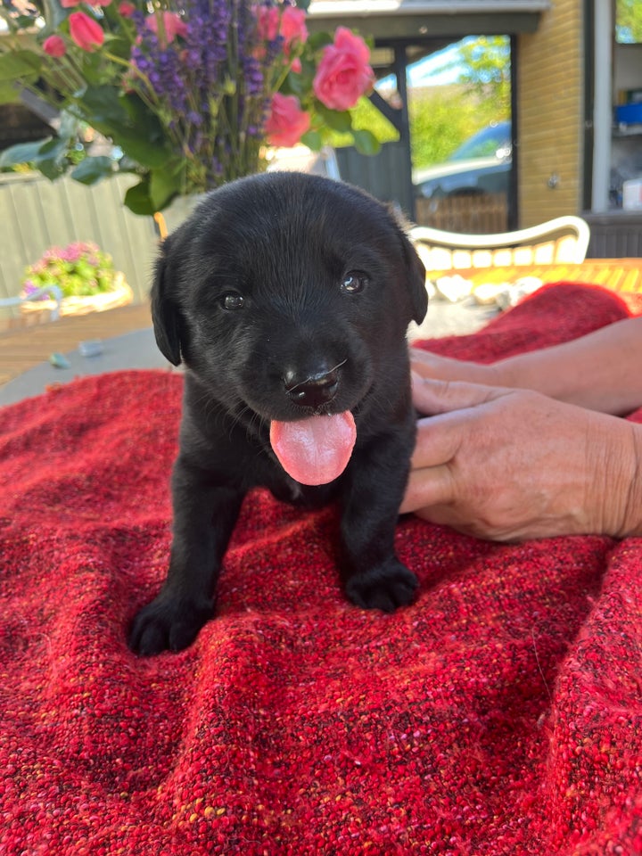 Hundehvalpe fra Labradoodle