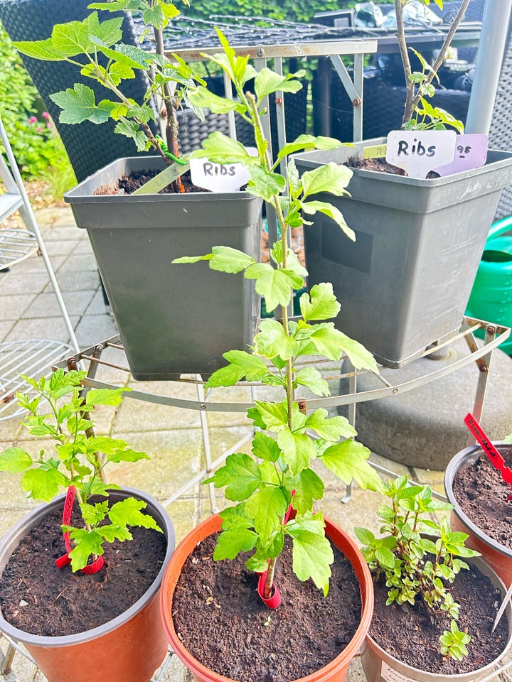 De sidste tomatplanter af 20