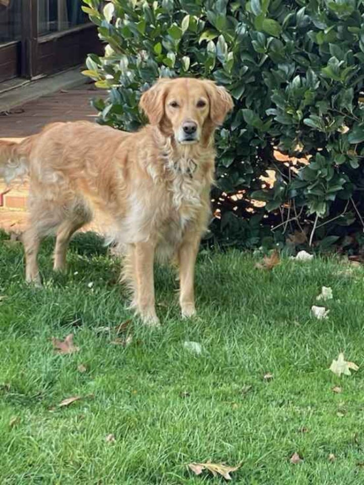 Golden Retriver, hund, 5 år