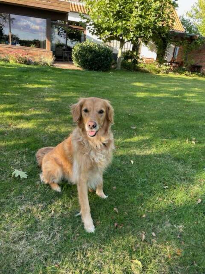 Golden Retriver, hund, 5 år