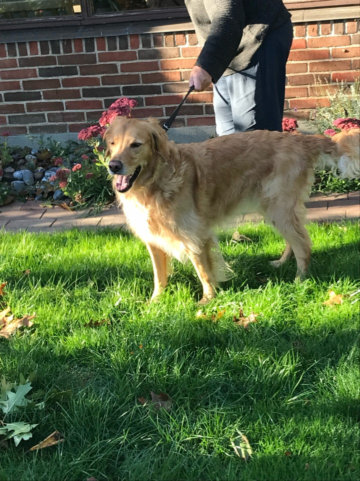 Golden Retriver, hund, 5 år