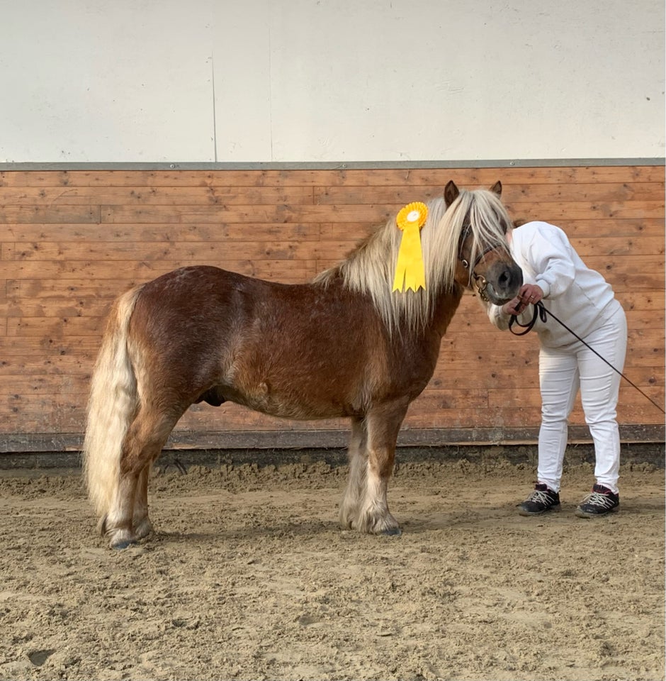 Shetlandspony, hingst, 3 år