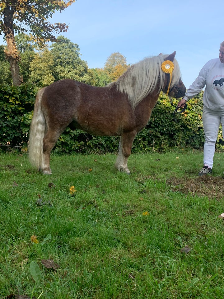 Shetlandspony, hingst, 3 år