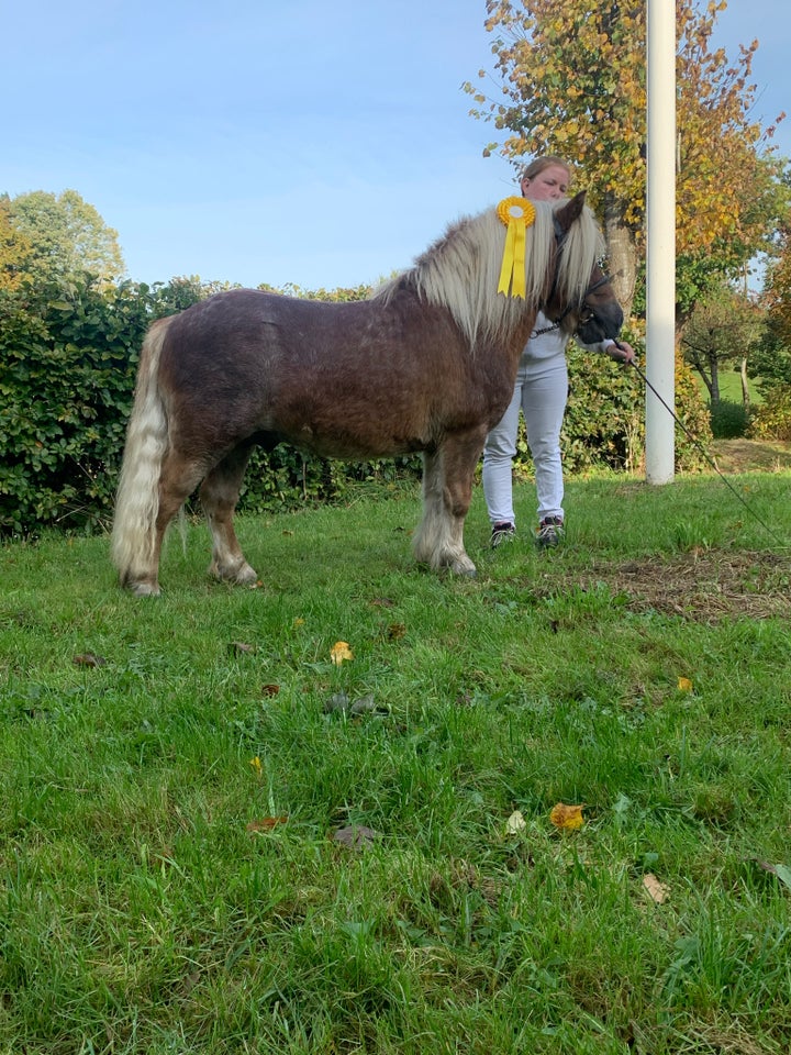 Shetlandspony, hingst, 3 år