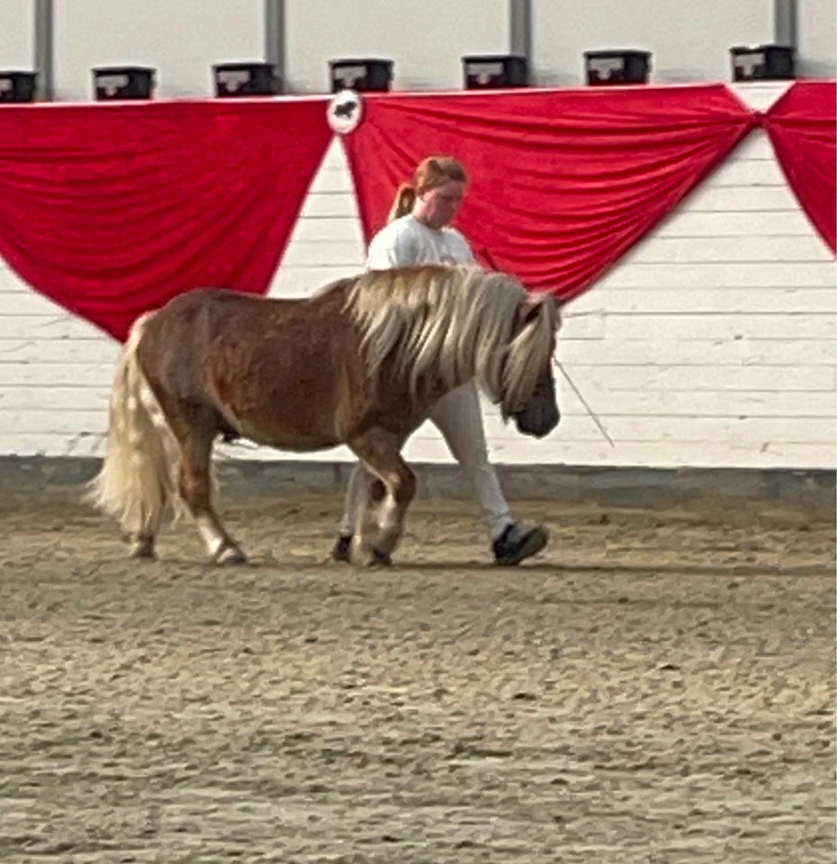 Shetlandspony, hingst, 3 år