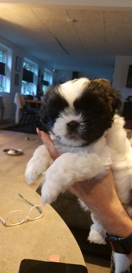 Shih tzu, hvalpe, 6 uger