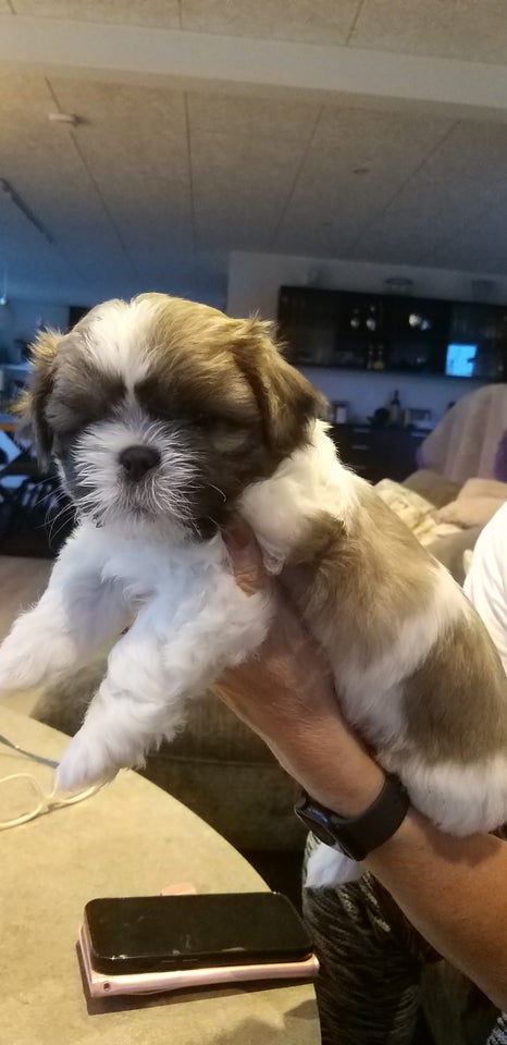 Shih tzu, hvalpe, 6 uger