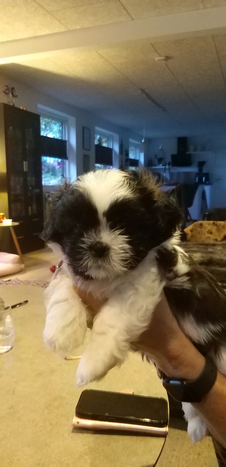 Shih tzu, hvalpe, 6 uger