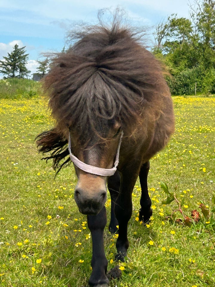 Shetlandspony hoppe 1 år