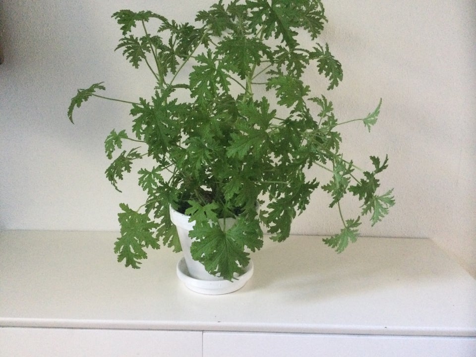 Duft pelargonie