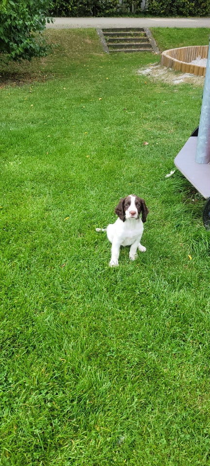 FT Springer spaniel tæve hvalp