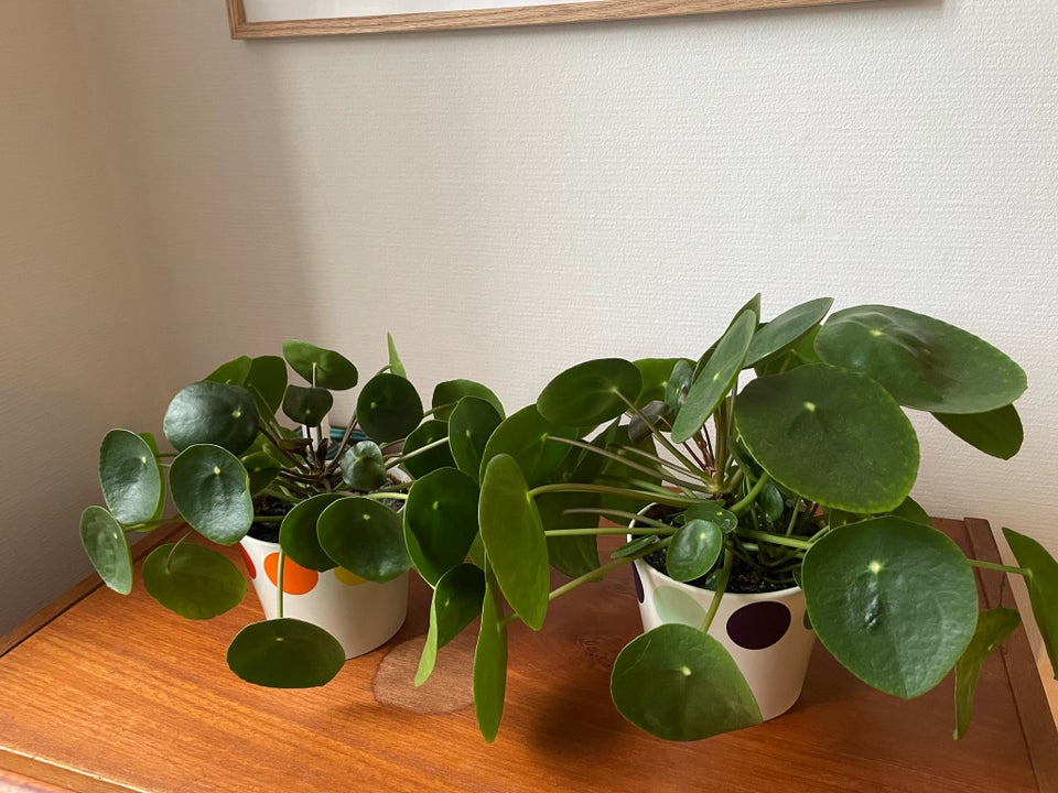 Pilea