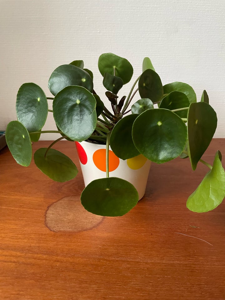 Pilea