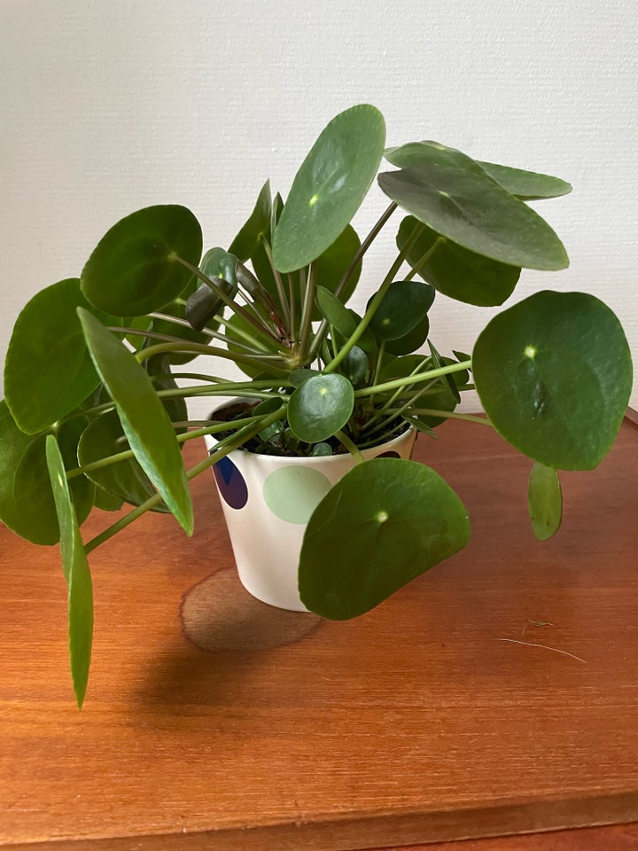 Pilea