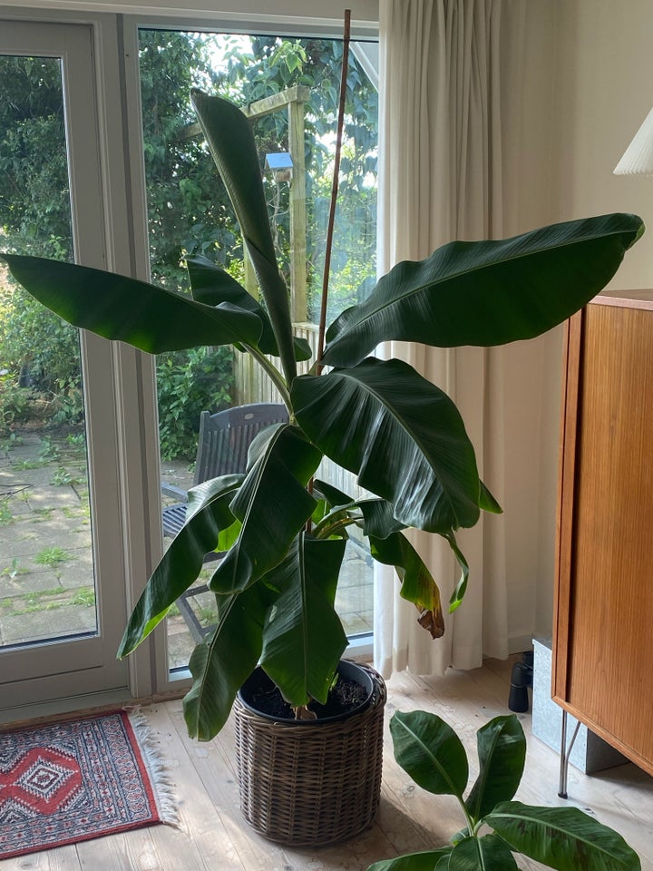 BANANPALME meget stor Palme