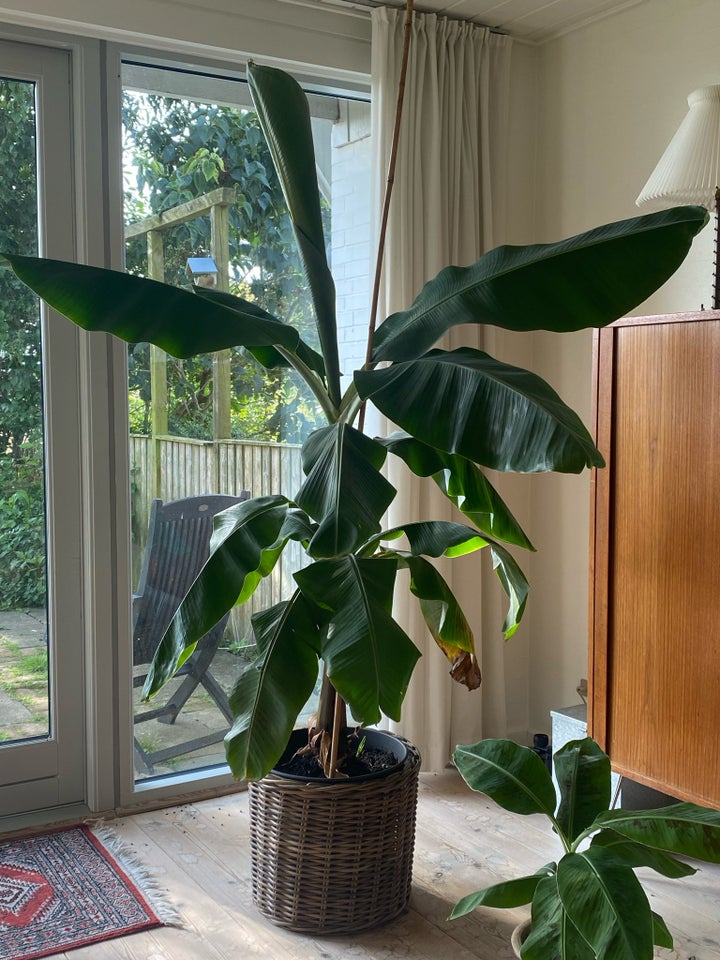 BANANPALME meget stor Palme