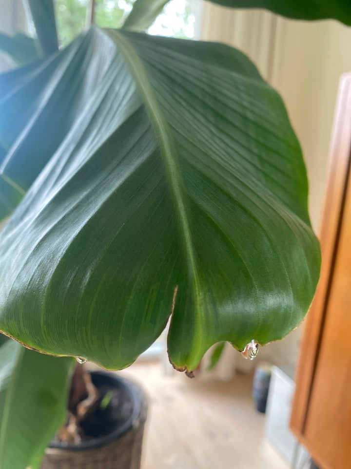 BANANPALME meget stor Palme