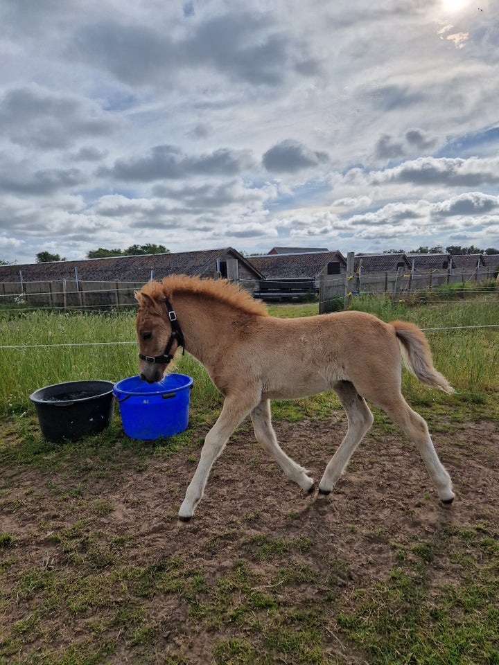 Islænder hingst 1 år